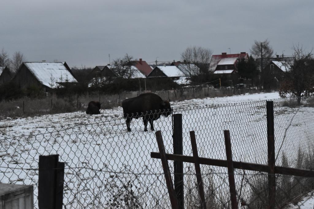 Domek Jaskolka Białowieża Dış mekan fotoğraf