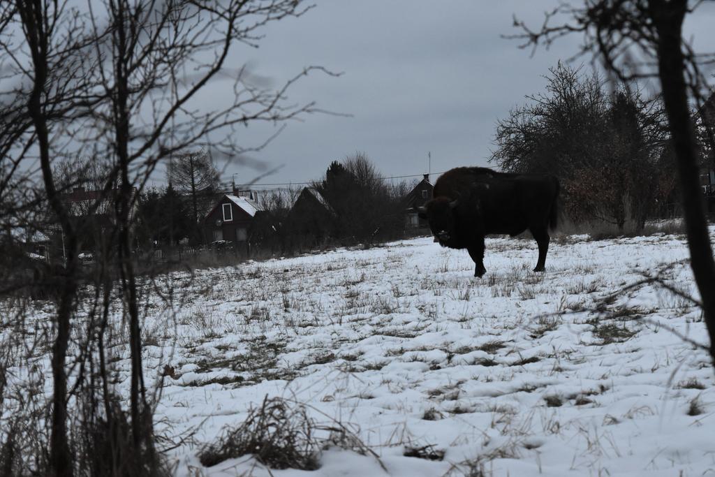 Domek Jaskolka Białowieża Dış mekan fotoğraf